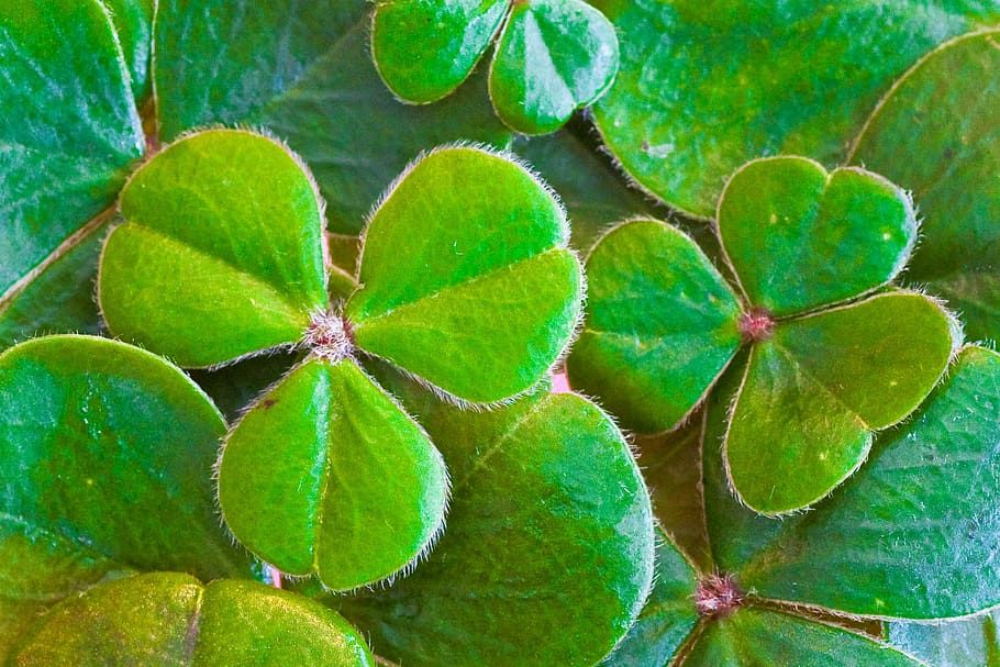 1_shamrocks-clover-st-patrick-s-day-st-paddy-s-day