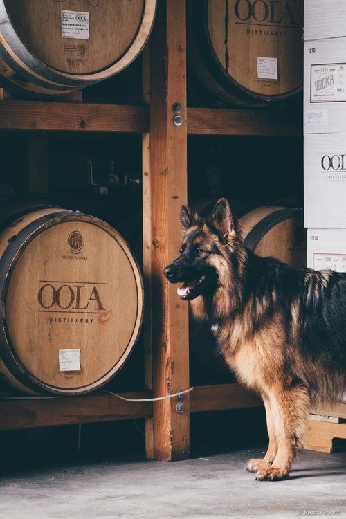 Oola-The-German-Shepherd-At-Oola-Distillery