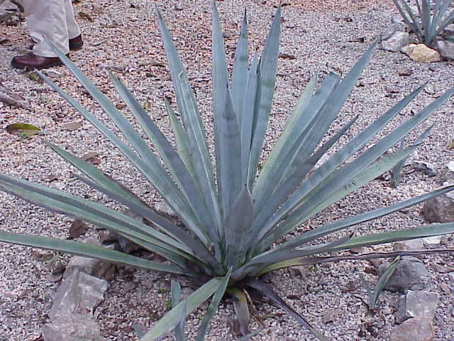 The Agave Plant and Tequila