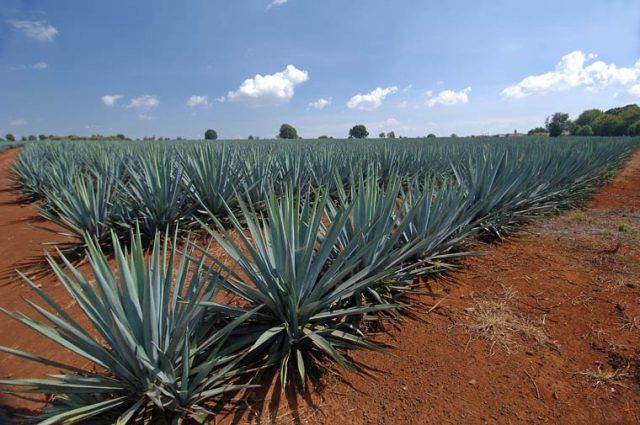 history-of-tequila-agave-plant