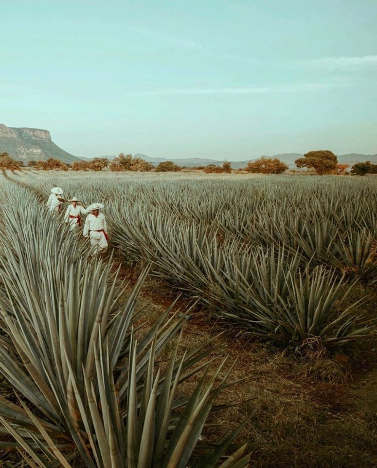 2_ódigo_1530_Reposado_Tequila_Los_Bajos